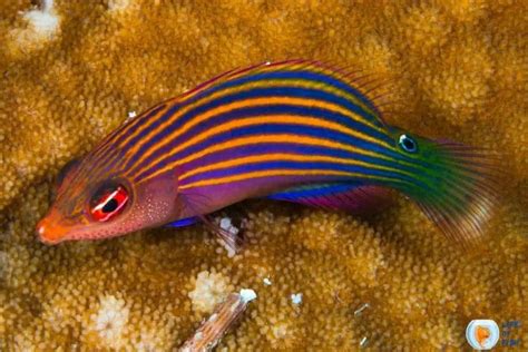 wrasse fish|Wrasse Fish: The Unsung Heroes of Coral Reef .